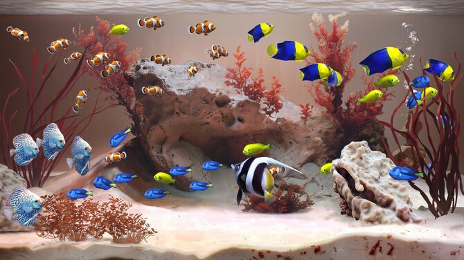 Zen Aquarium 