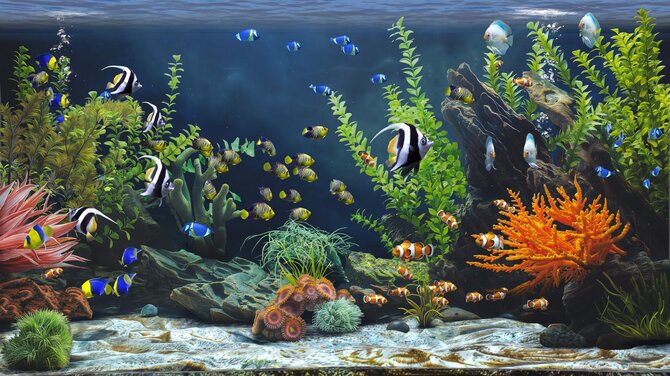 Zen Aquarium 